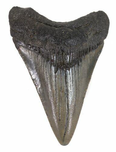 Juvenile Megalodon Tooth - South Carolina #48868